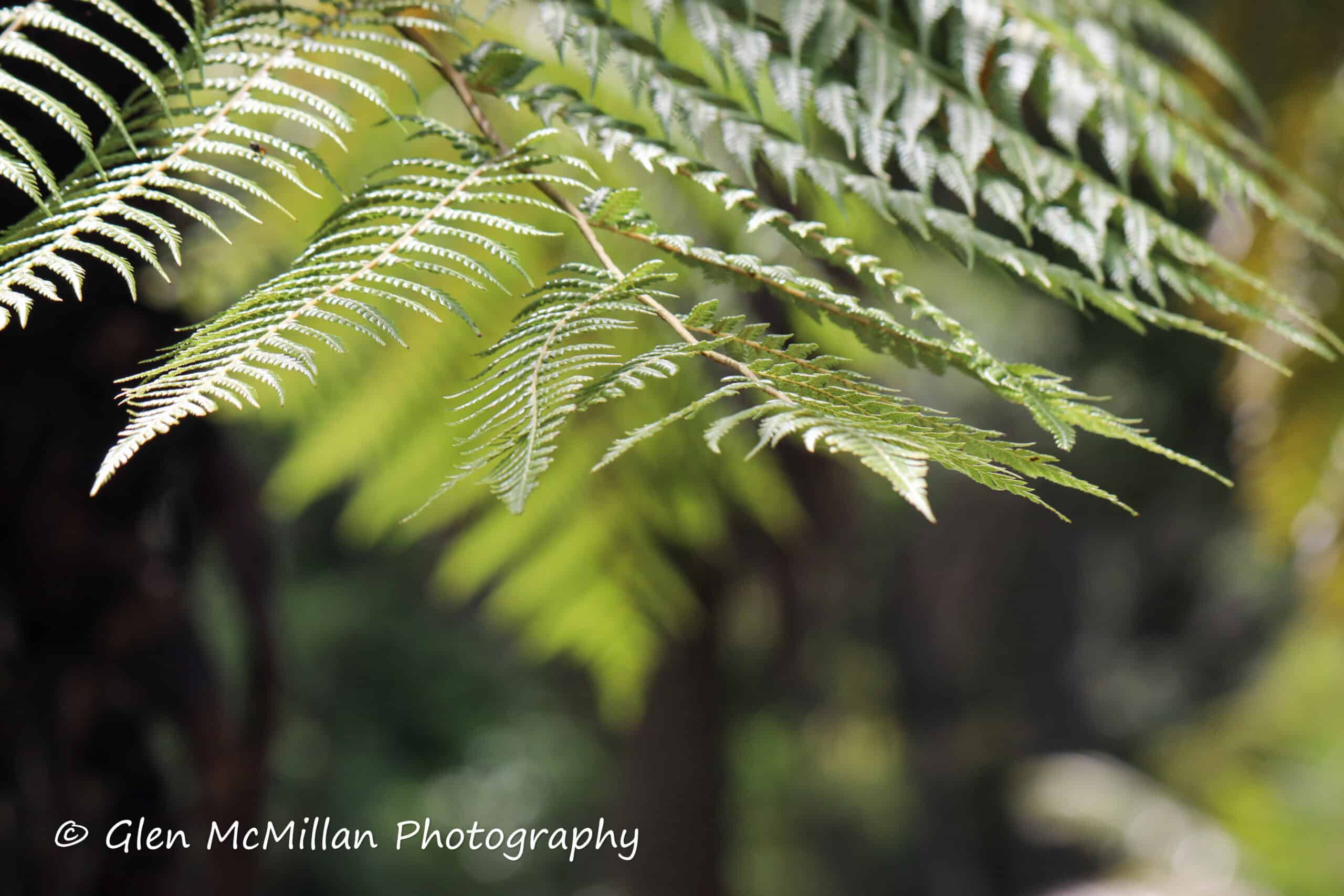 About Northland Elections 2025